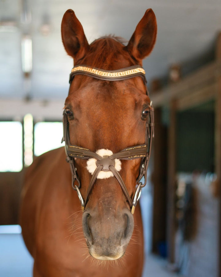Gold Accented Figure 8 Bridle with Gold Browband CorrectConnect