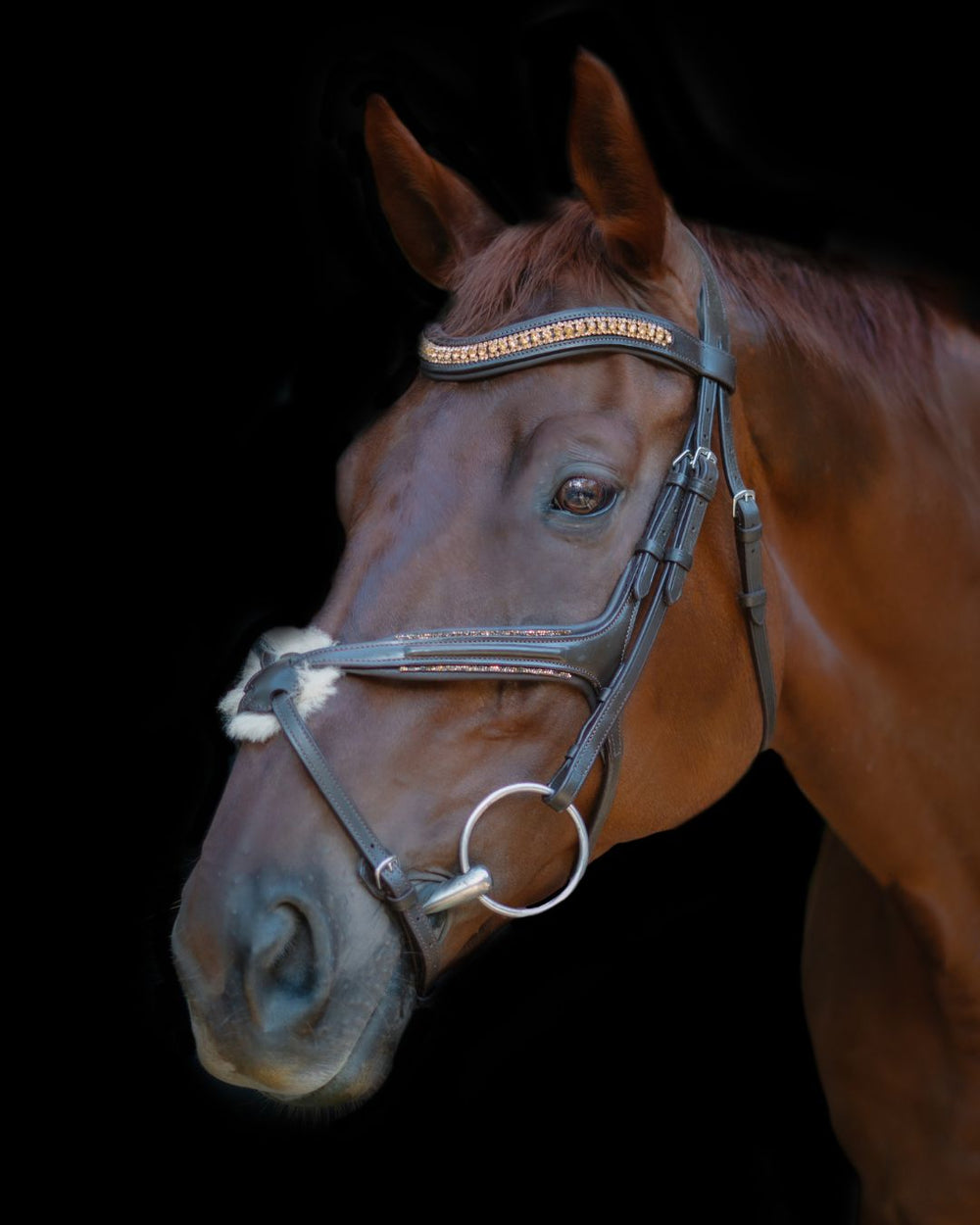 Gold Accented Figure 8 Bridle with Gold Browband CorrectConnect