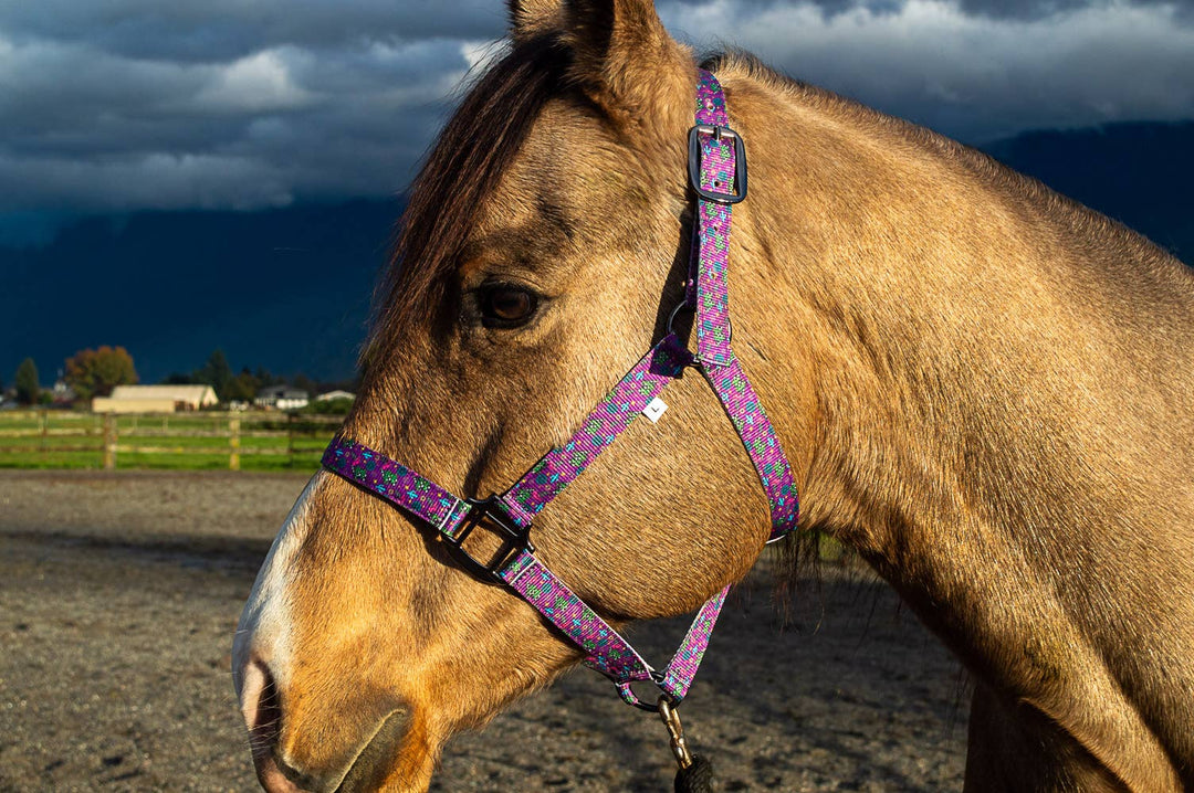 Howdy Nylon Horse Halter