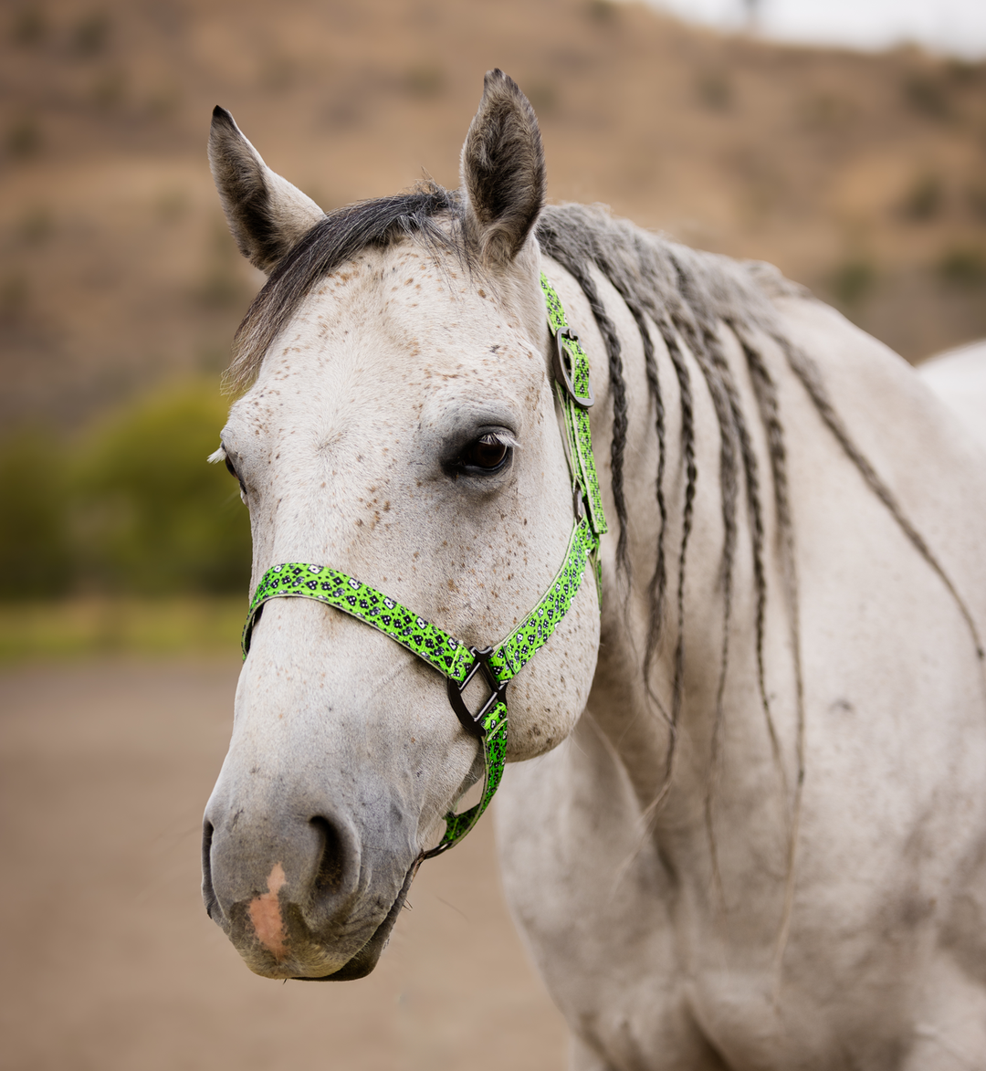 Howdy Nylon Horse Halter