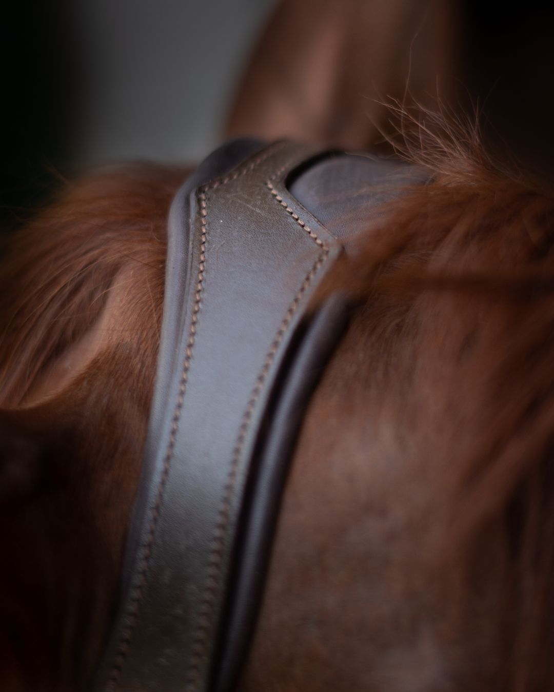 Gold Accented Figure 8 Bridle with Gold Browband CorrectConnect