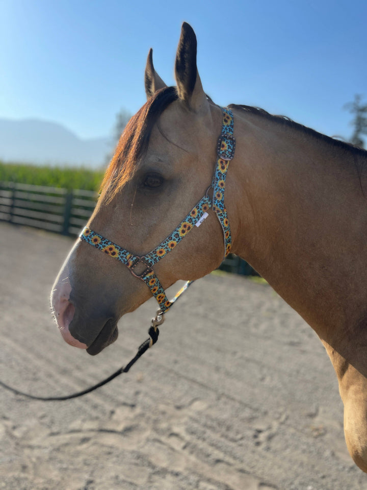 Howdy Nylon Horse Halter