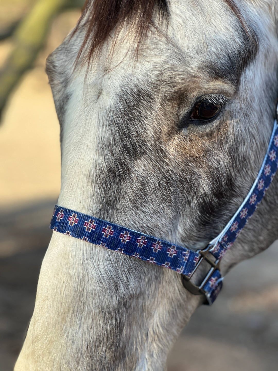 Round Up Nylon Horse Halter -Blue Neon Spur