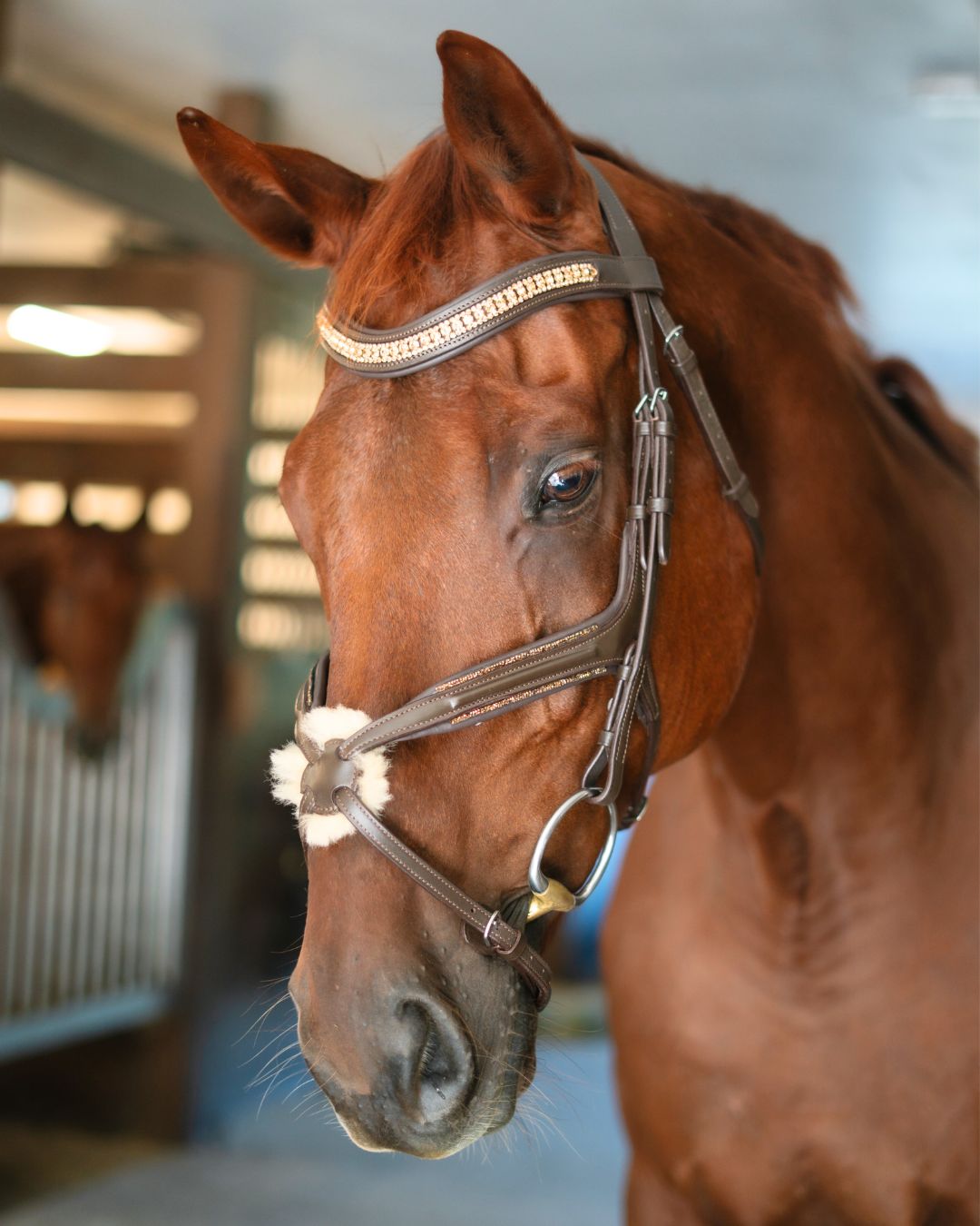Gold Accented Figure 8 Bridle with Gold Browband CorrectConnect
