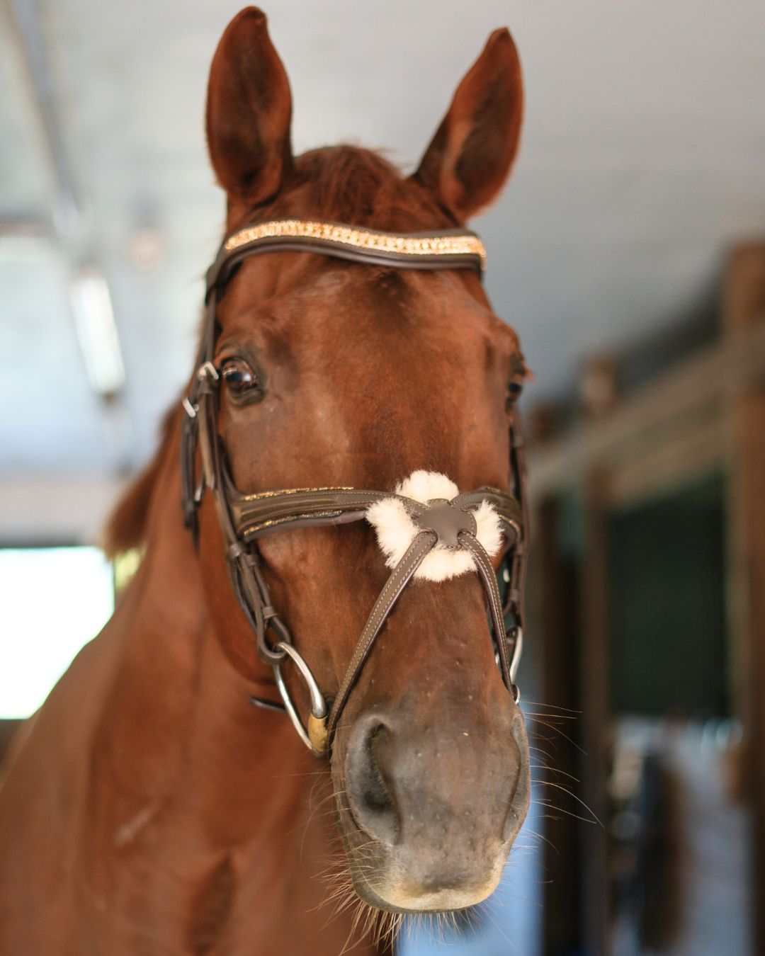 Gold Accented Figure 8 Bridle with Gold Browband CorrectConnect