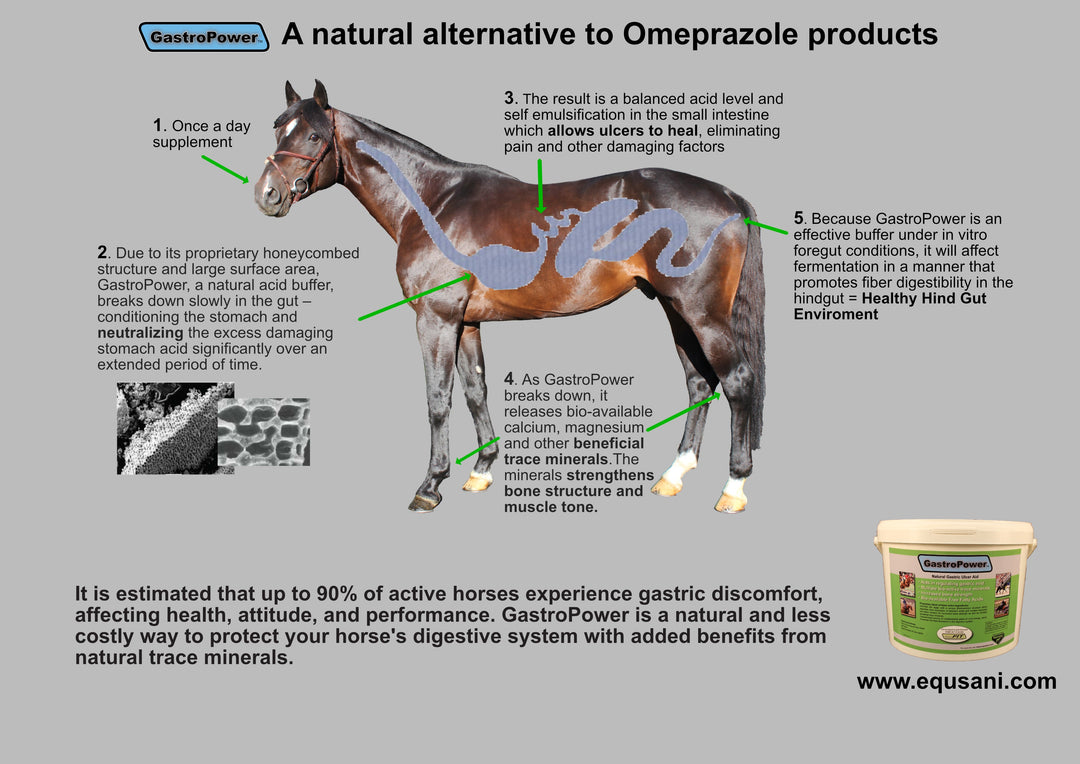 GastroPower – Natural Digestive Support for Horses