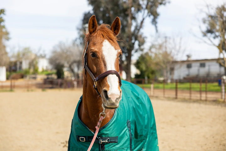 Turnout & Stable Blanket -600D