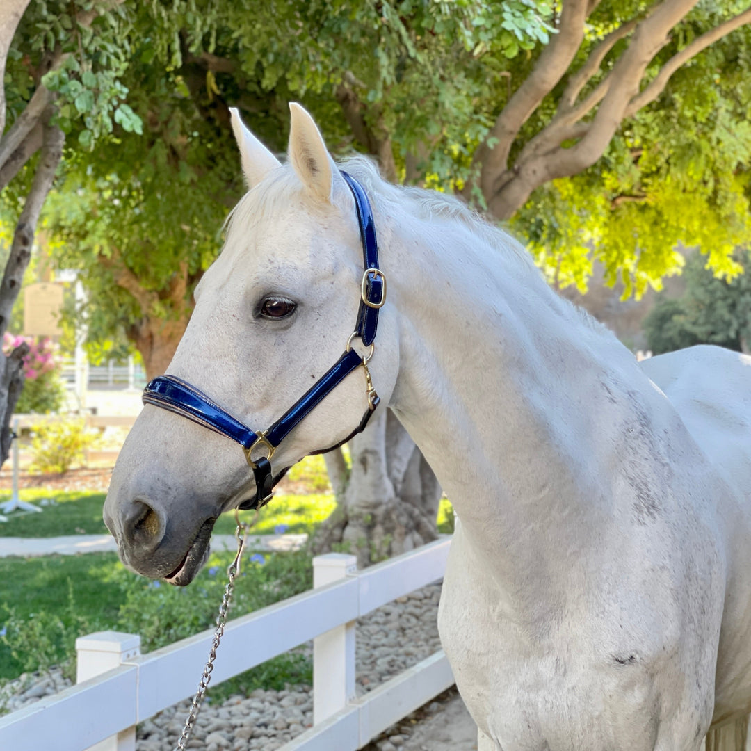 The Revolution Cobalt Blue Leather Halter