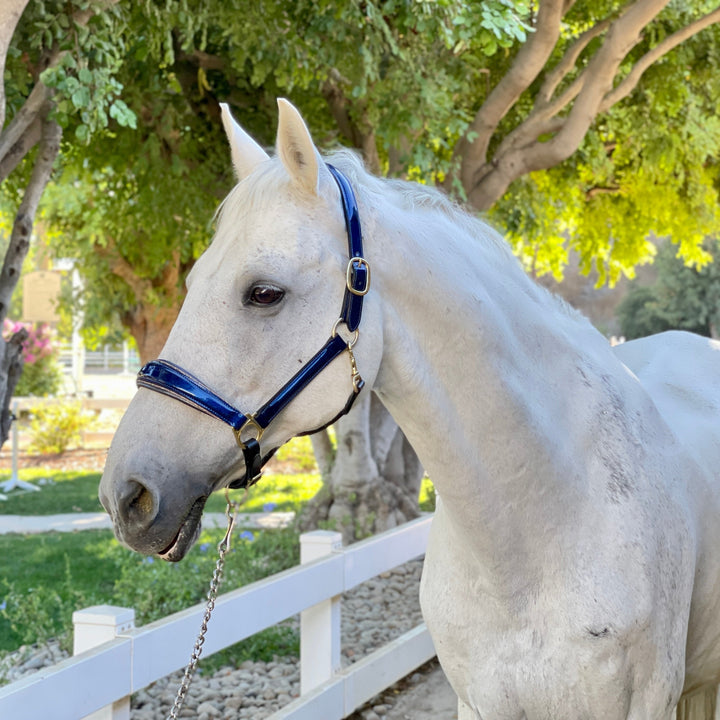 The Revolution Cobalt Blue Leather Halter
