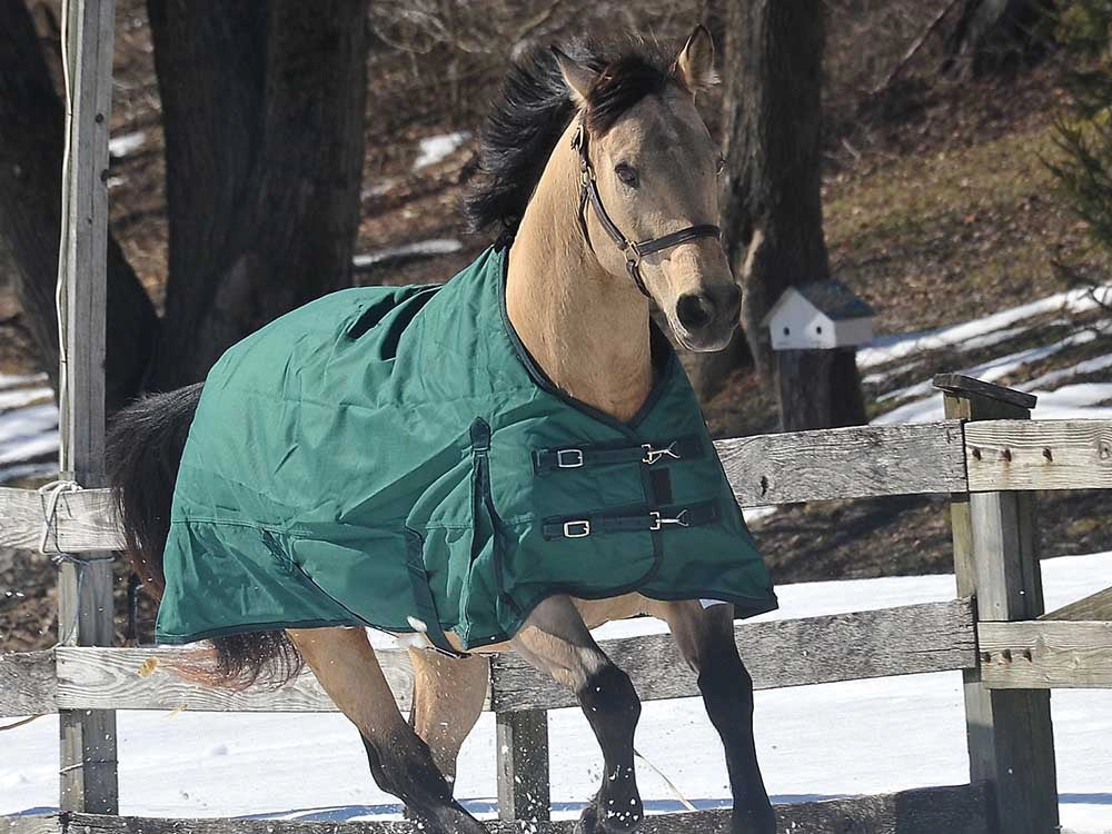 Ripstop Turnout & Stable Blanket -1200D
