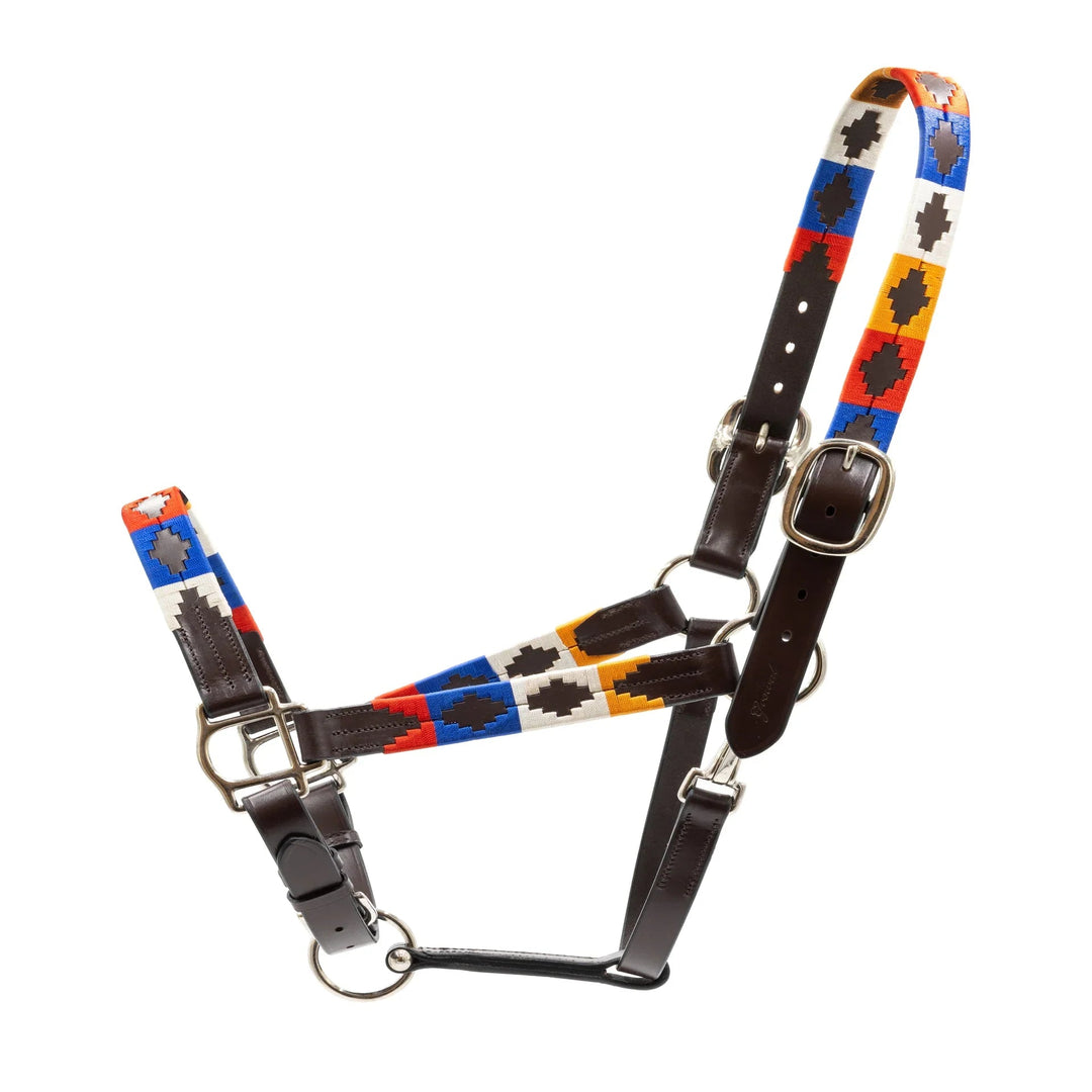 Pampa Argentine Halter Grewal Equestrian
