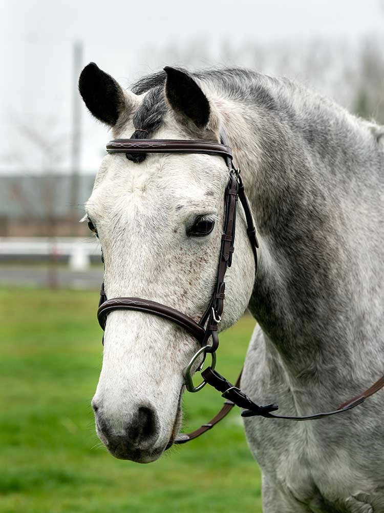 Pinehurst Round Raised Snaffle Bridle Grewal Equestrian