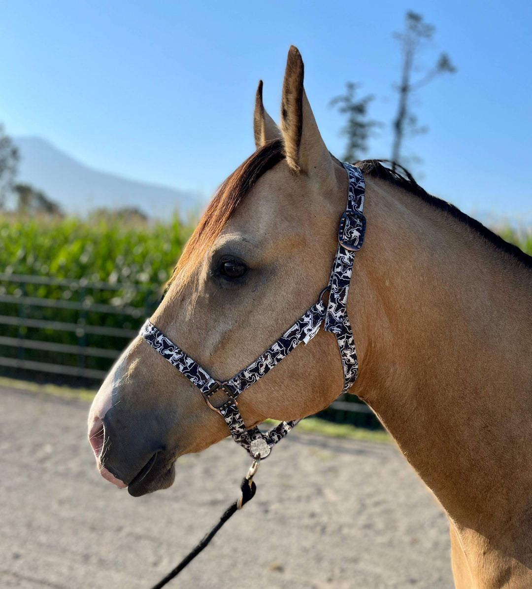 Howdy Nylon Horse Halter
