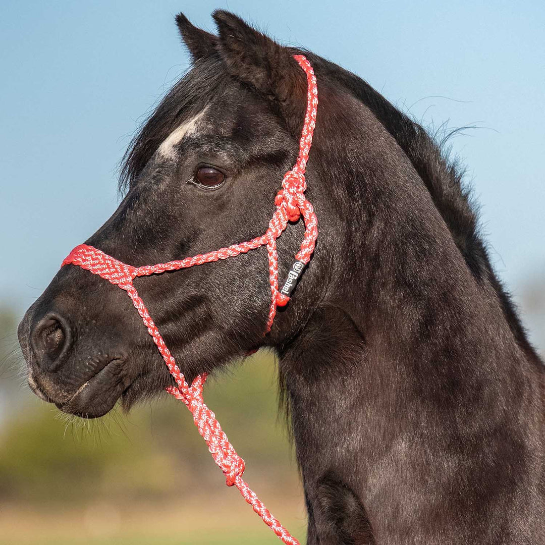 Cashel Flat Braid Pony Halter