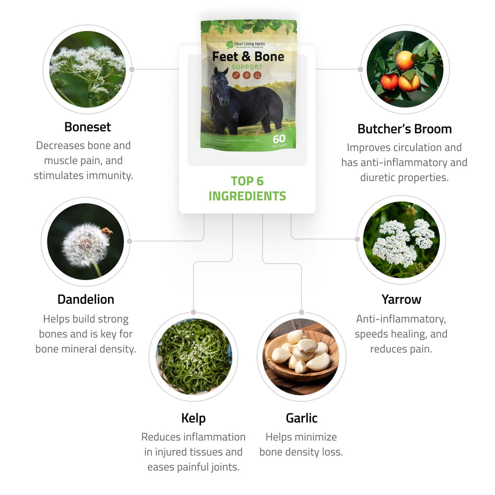 Feet & Bone Support for Horses Silver Lining Herbs
