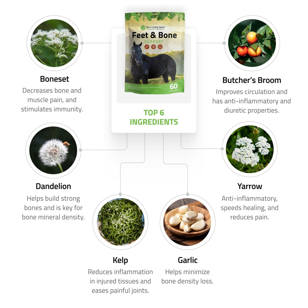 Feet & Bone Support for Horses Silver Lining Herbs