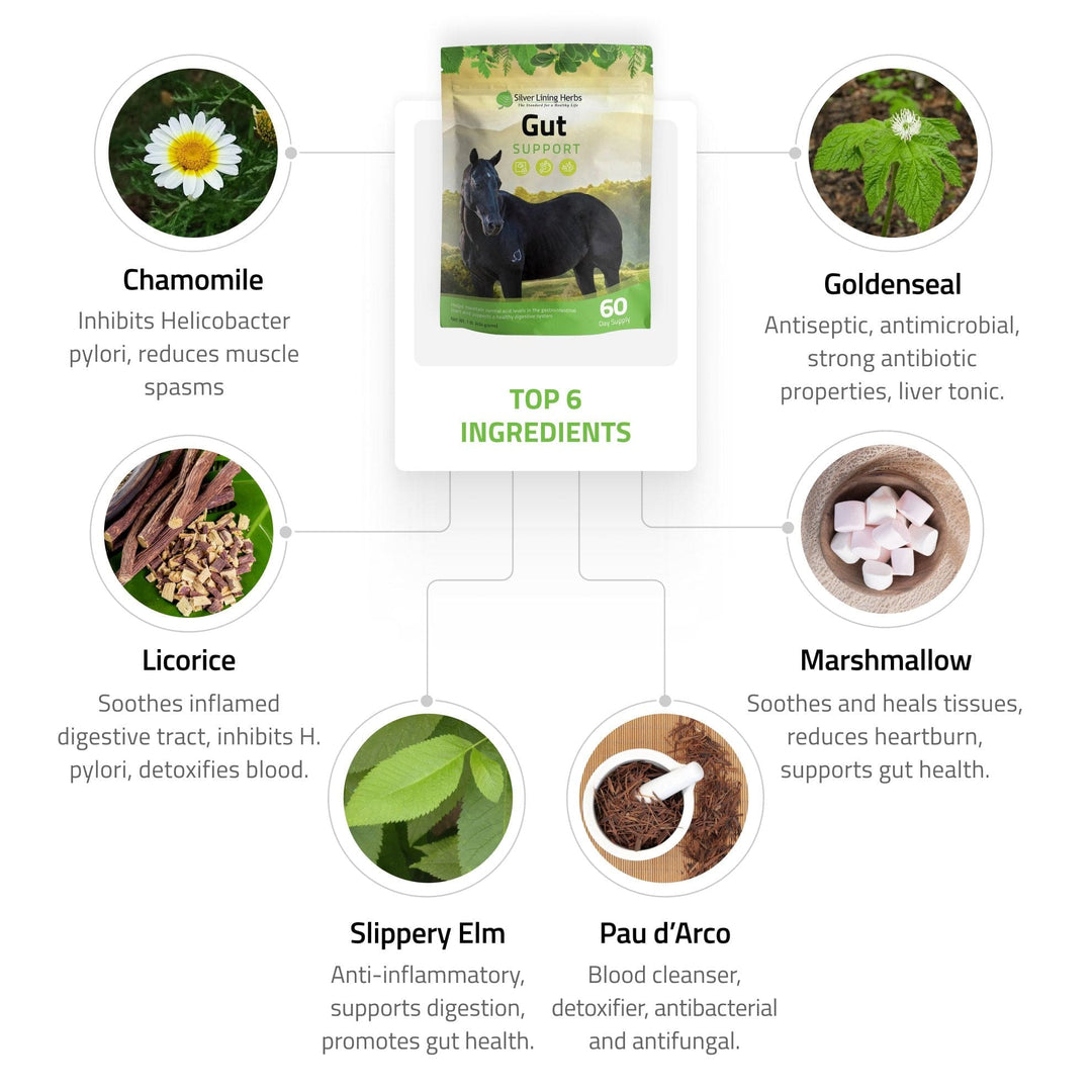 Gut Support for Horses Silver Lining Herbs