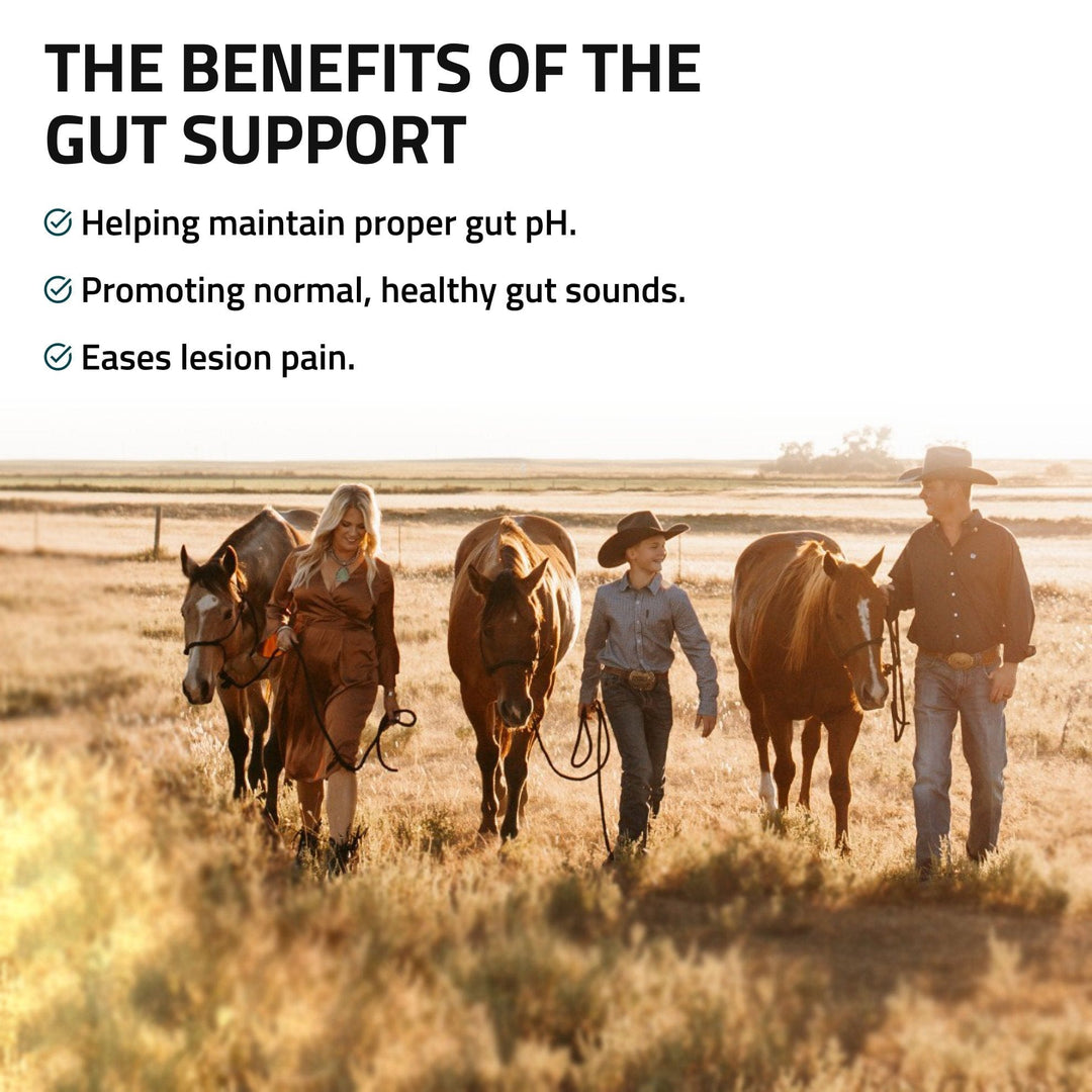 Gut Support for Horses Silver Lining Herbs