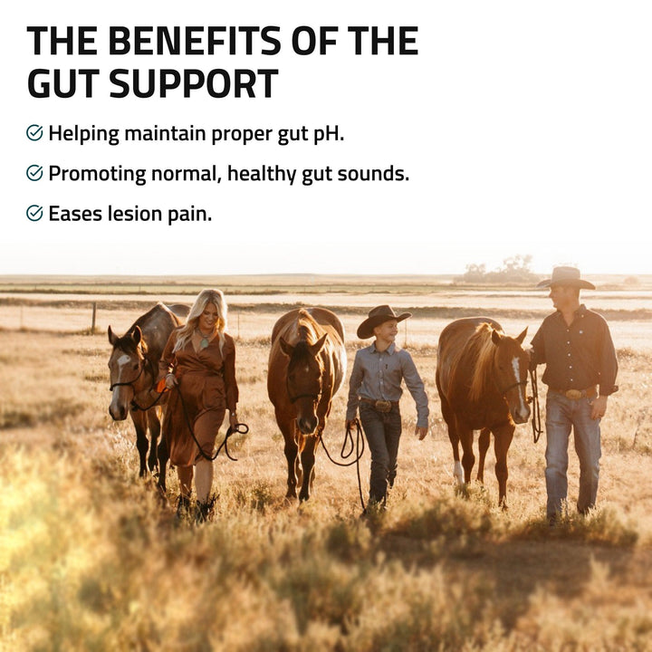 Gut Support for Horses Silver Lining Herbs