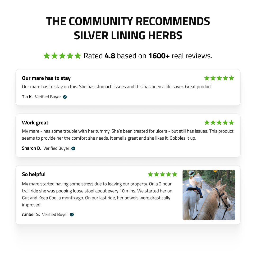 Gut Support for Horses Silver Lining Herbs