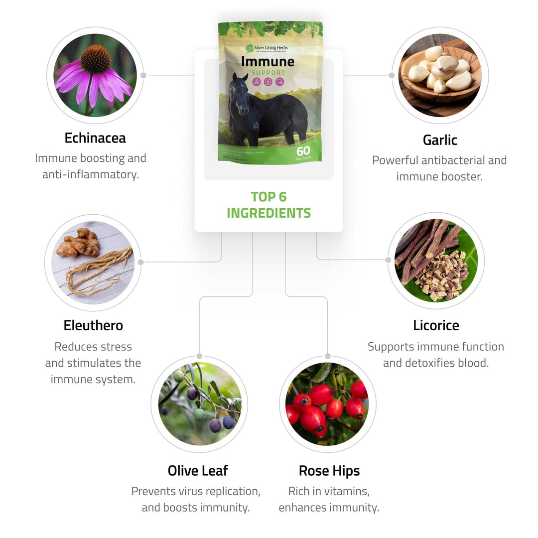 Immune Support for Horses Silver Lining Herbs