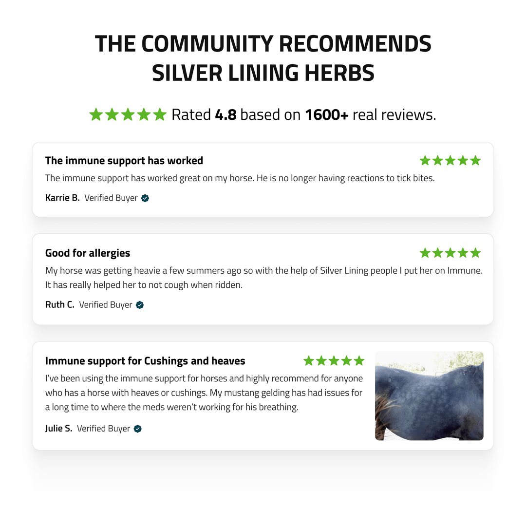 Immune Support for Horses Silver Lining Herbs
