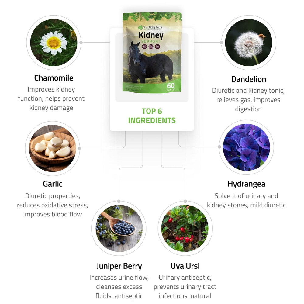 Kidney Support for Horses Silver Lining Herbs