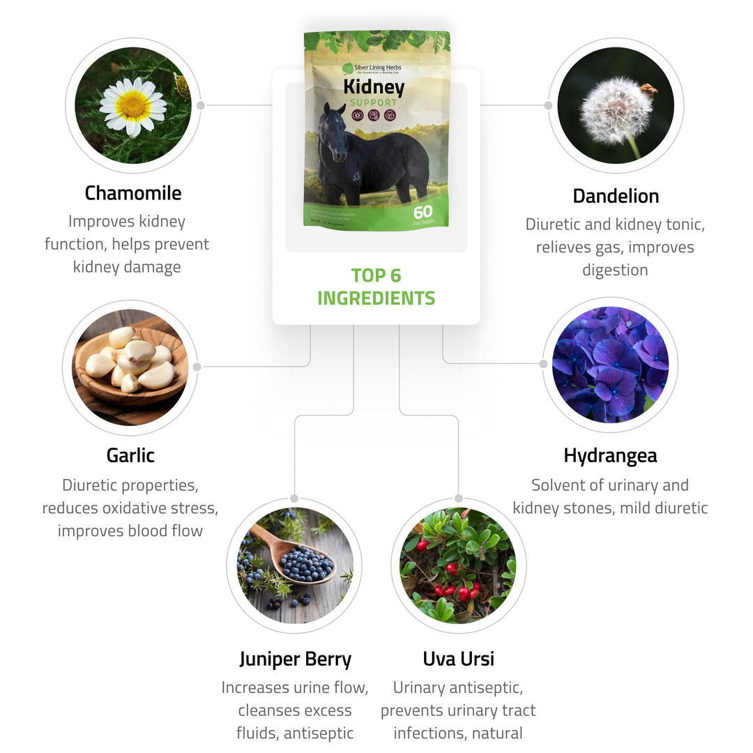 Kidney Support for Horses Silver Lining Herbs