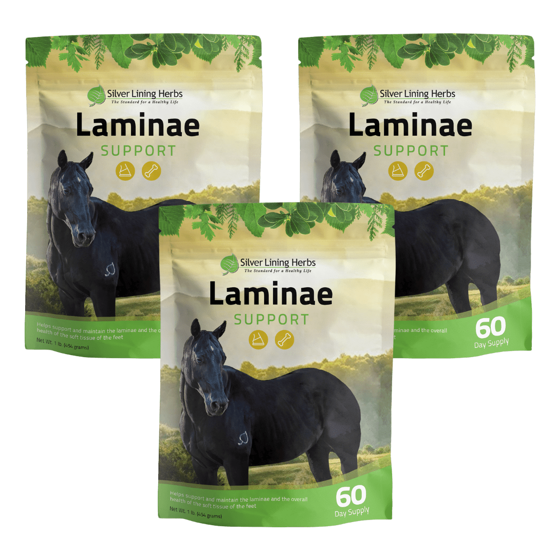 Laminae Support for Horses Silver Lining Herbs