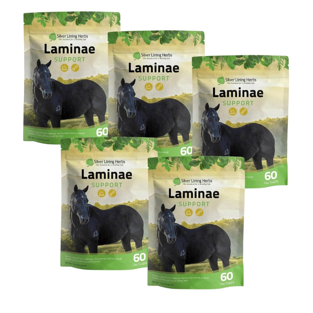Laminae Support for Horses Silver Lining Herbs