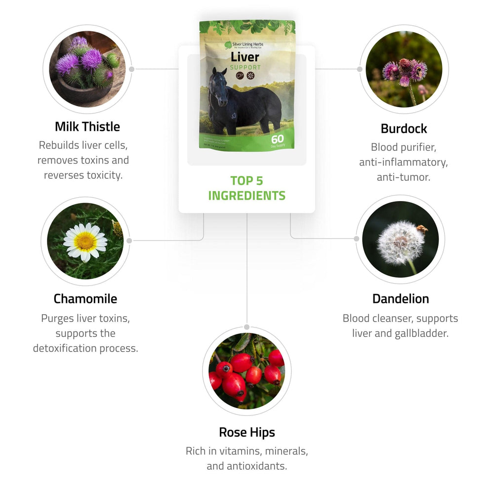 Liver Support for Horses Silver Lining Herbs