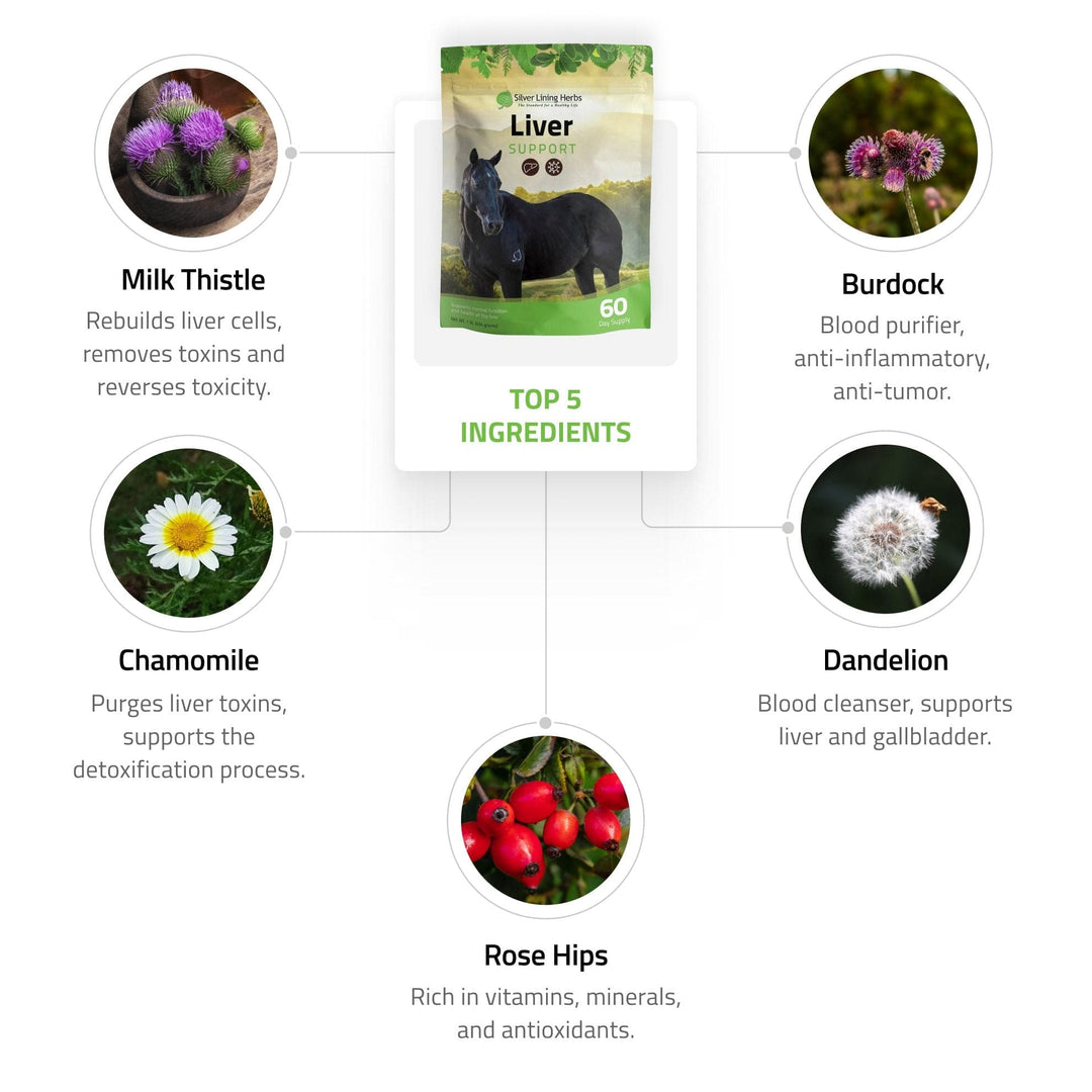 Liver Support for Horses Silver Lining Herbs