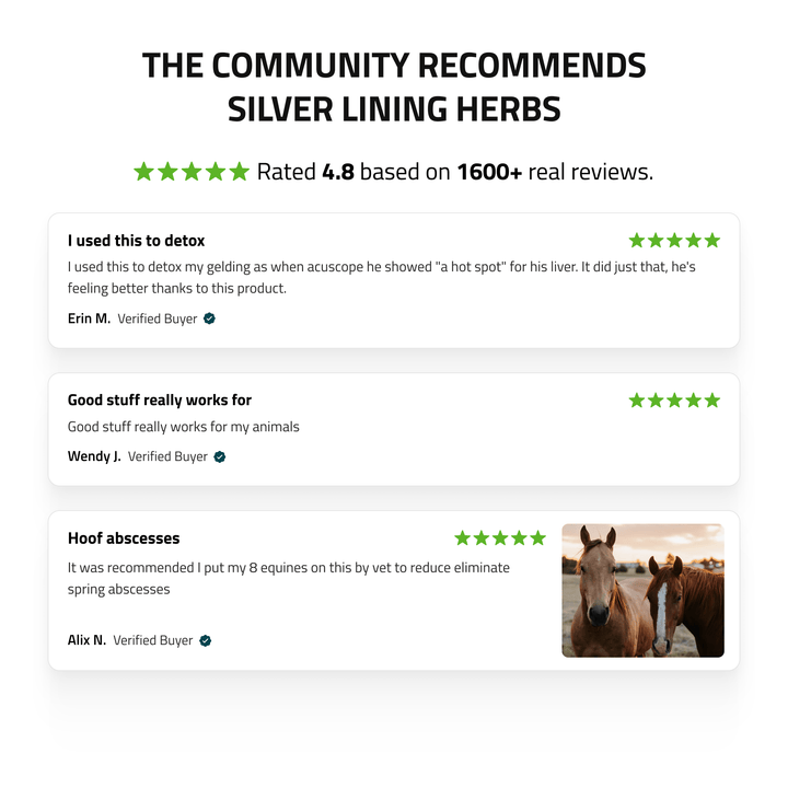 Liver Support for Horses Silver Lining Herbs