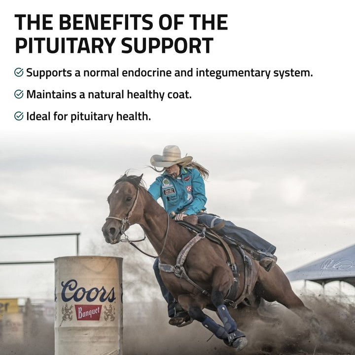 Pituitary Support for Horses Silver Lining Herbs