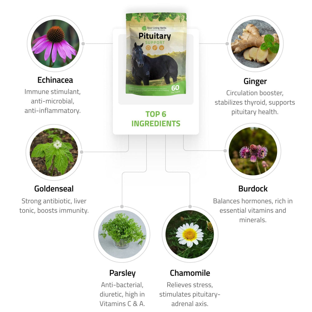 Pituitary Support for Horses Silver Lining Herbs