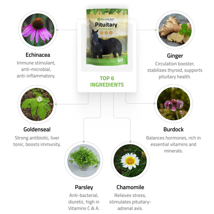 Pituitary Support for Horses Silver Lining Herbs