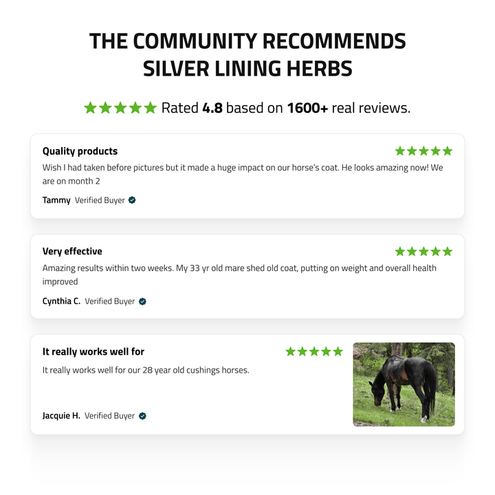 Pituitary Support for Horses Silver Lining Herbs