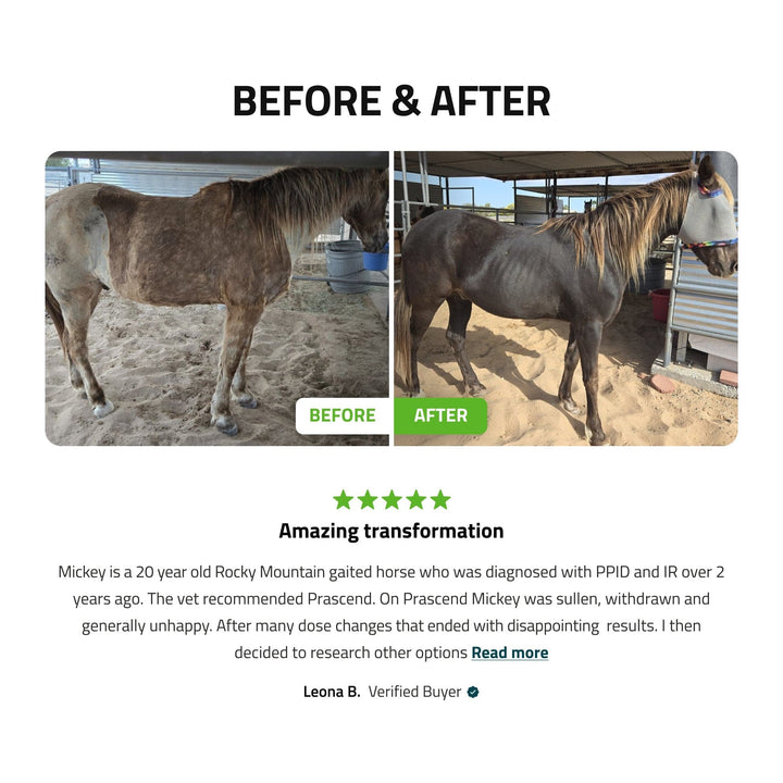 Pituitary Support for Horses Silver Lining Herbs